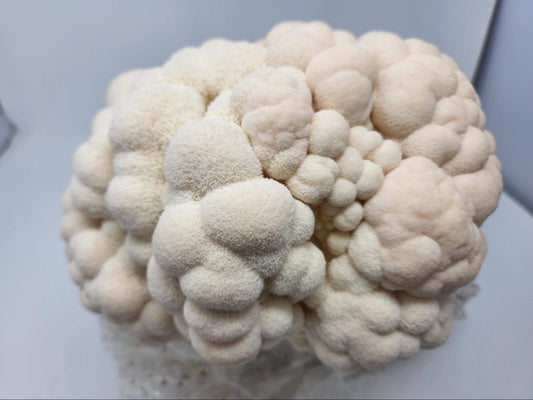 How Mushrooms Can Improve Mental Health