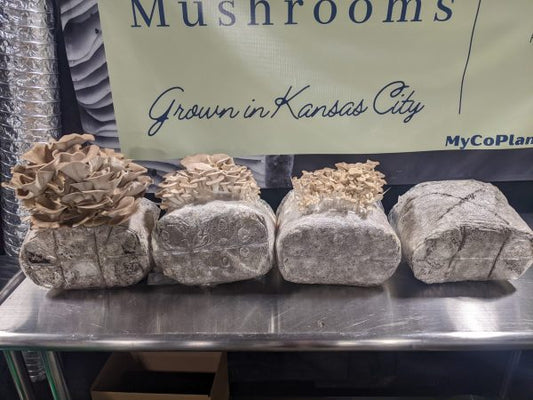 The ultimate guide to your mushroom grow kit shelf life
