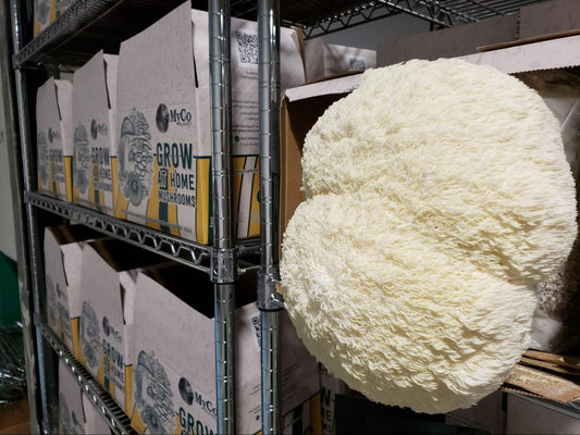 Best Mushroom Substrates for Oyster, Shiitake, Lion’s Mane, And Psilocybe Mushrooms