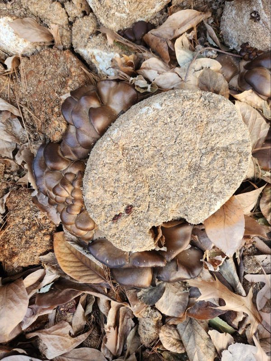 How To Make An Outdoor Mushroom Bed