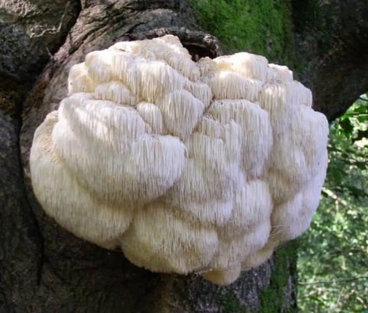 Unleash Your Inner Athlete: How Lion's Mane Mushrooms Can Supercharge Your Workouts