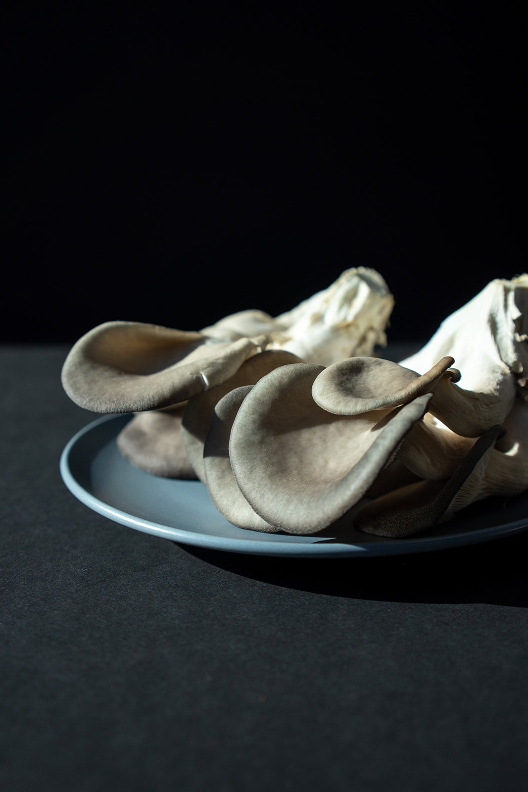 Organic Blue Oyster Mushrooms – 0.5 lb