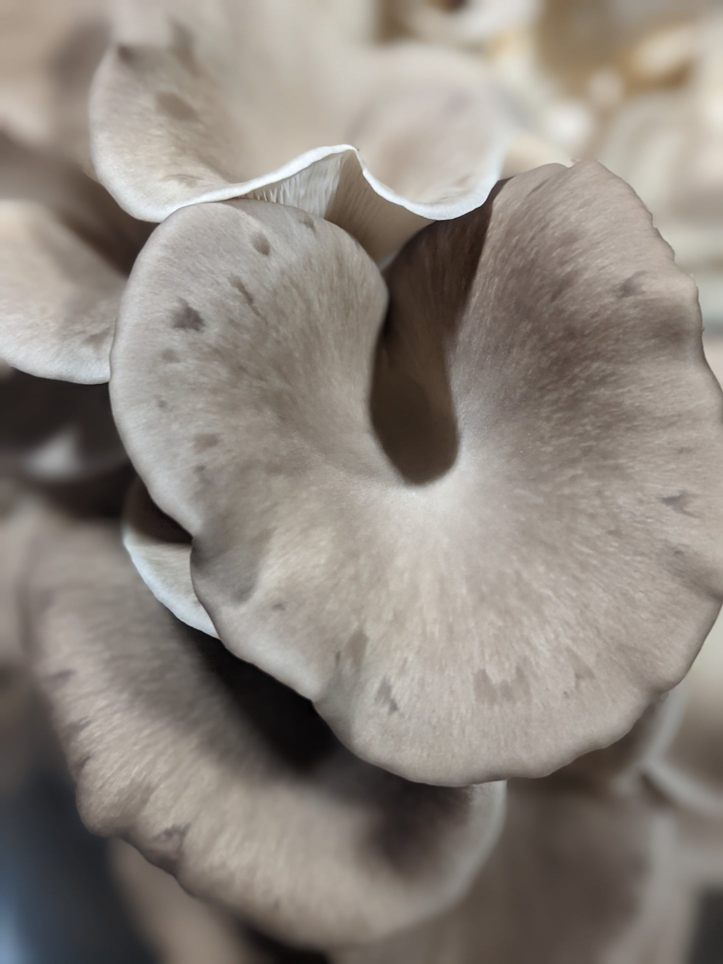Organic Italian Oyster Grow Kit