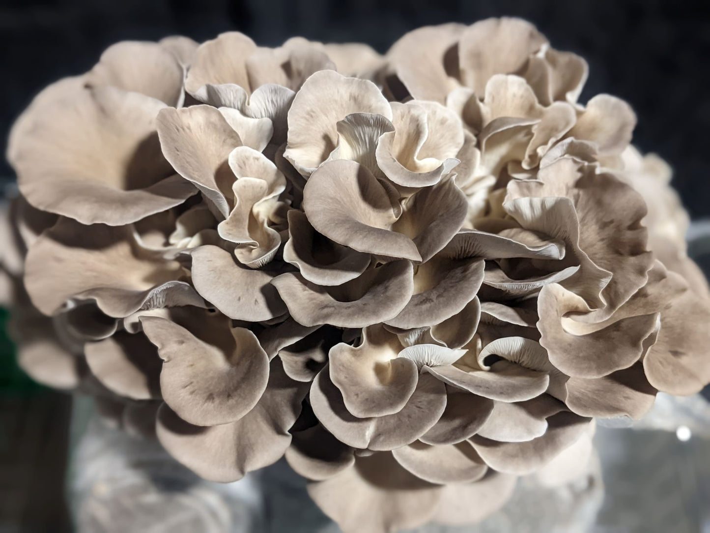 Organic Italian Oyster Grow Kit