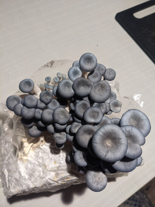 Blue Oyster Grow Kit