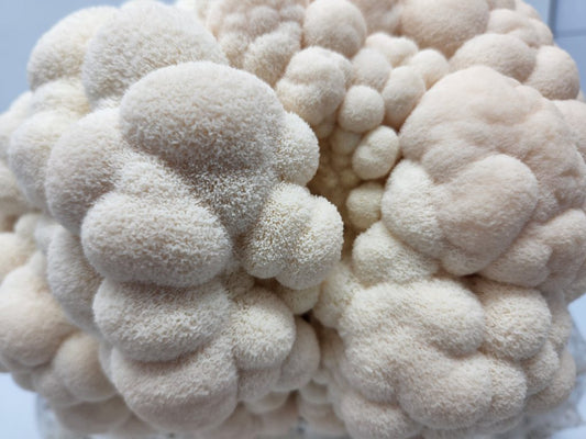 17 Facts about Lion’s Mane Mushrooms