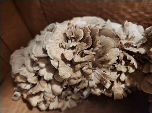 17 Facts About Maitake Mushroom