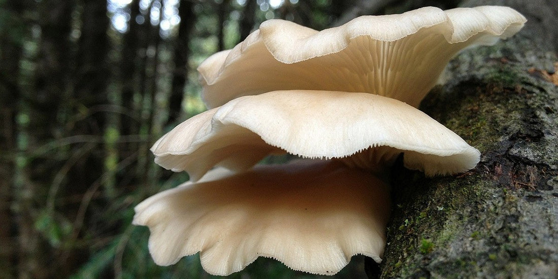 17 Facts About Oyster Mushrooms