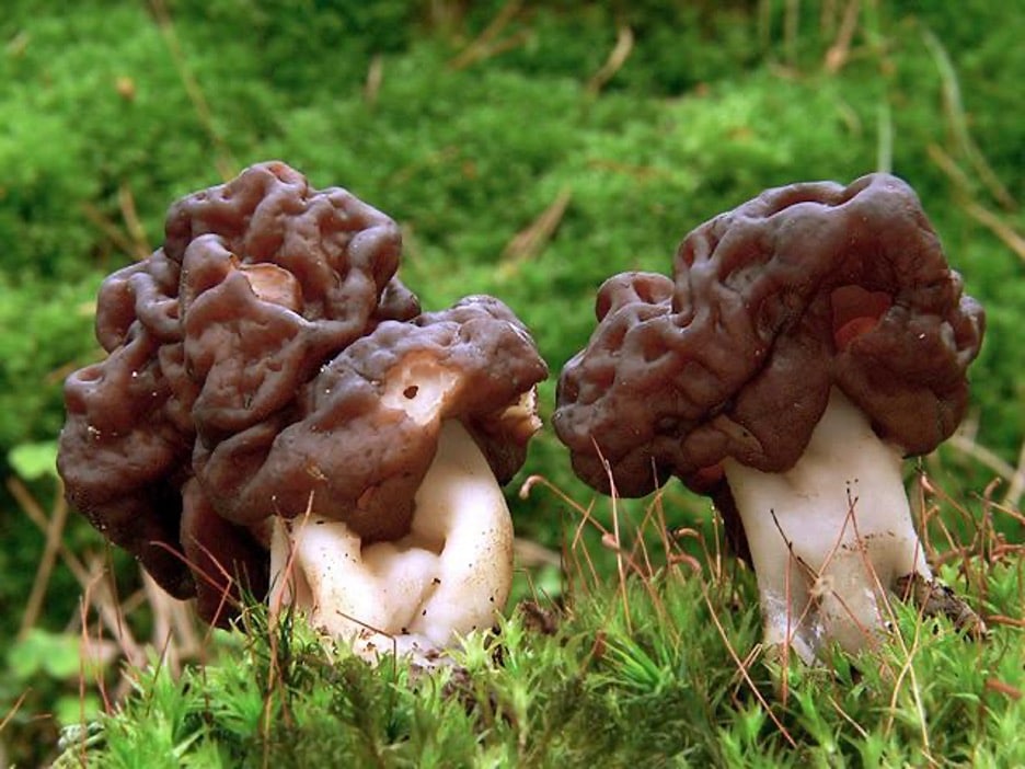Close-up of Morel Mushroom in Natural Habitat