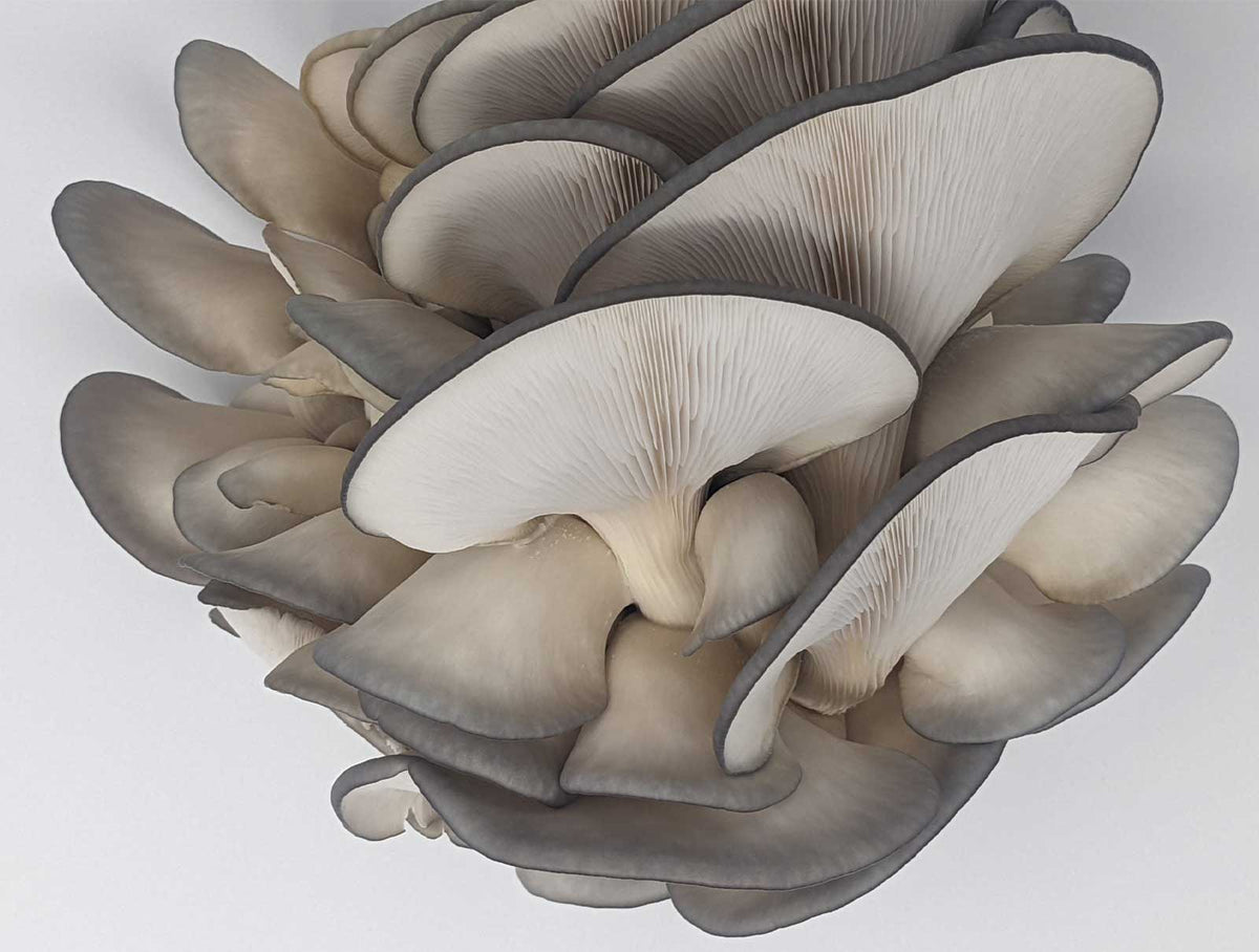 Organic Blue Oyster Mushrooms – 0.5 lb