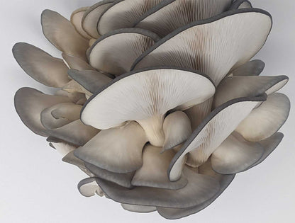 Organic Blue Oyster Mushrooms – 0.5 lb