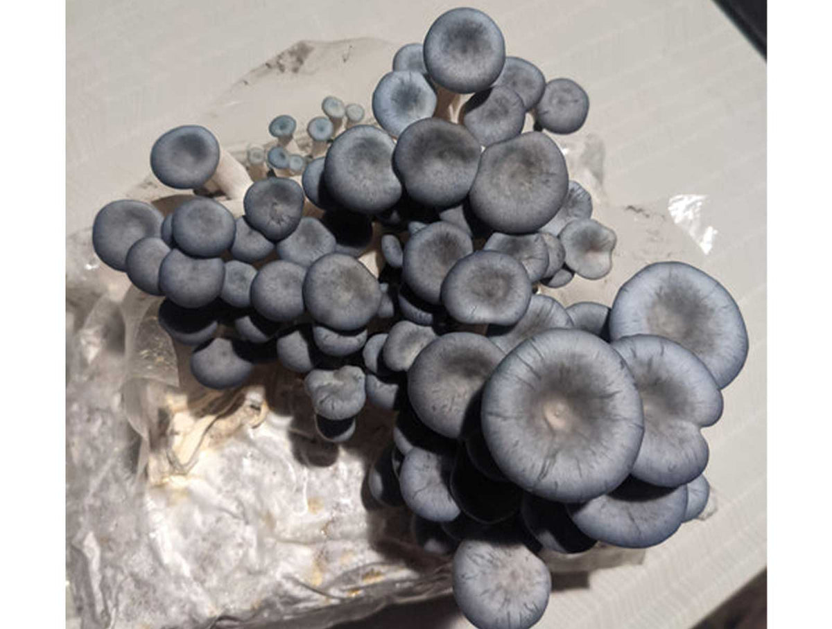 Organic Blue Oyster Mushrooms – 0.5 lb