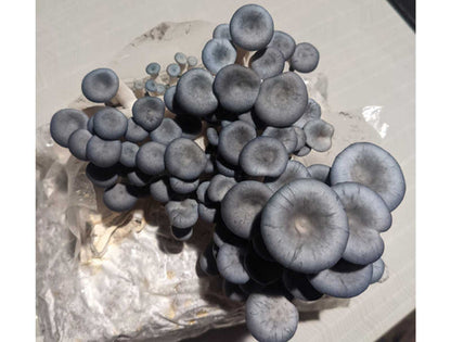 Organic Blue Oyster Mushrooms – 0.5 lb