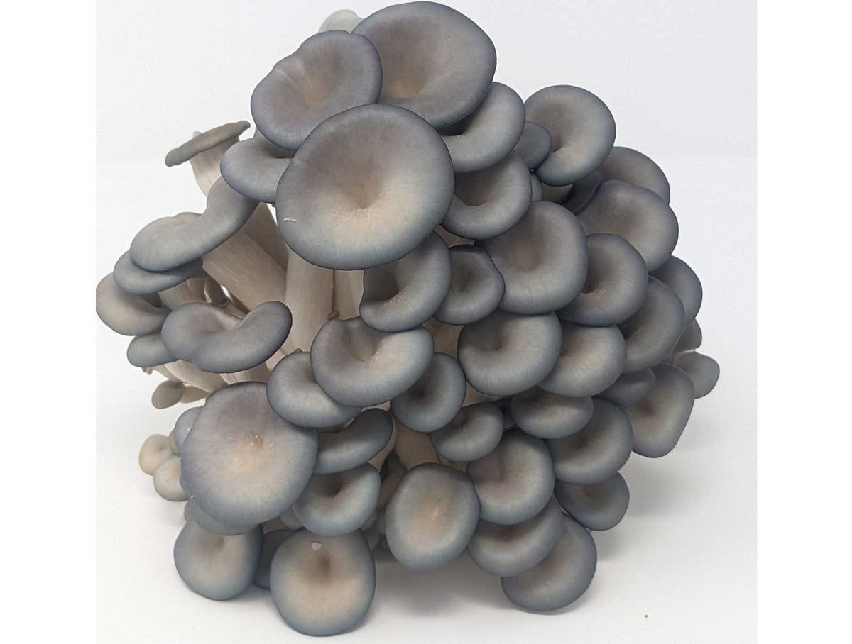 Organic Blue Oyster Mushrooms – 0.5 lb