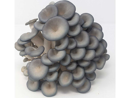 Organic Blue Oyster Mushrooms – 0.5 lb