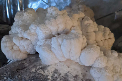 Organic Lion’s Mane Mushrooms – 0.5 lb