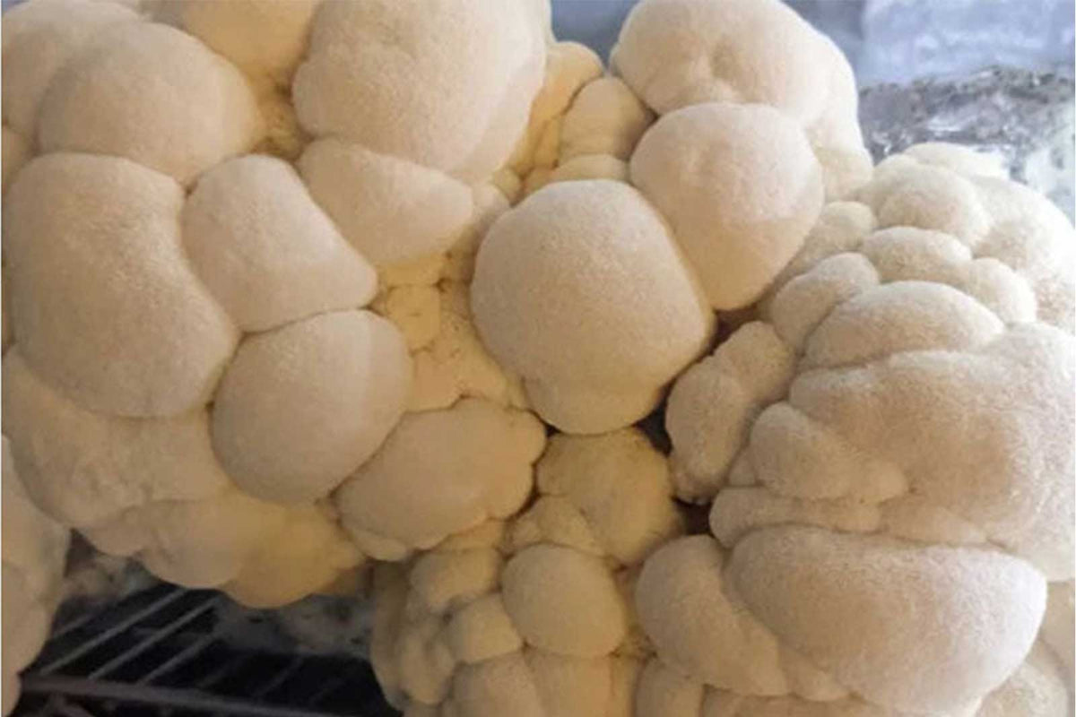 Organic Lion’s Mane Mushrooms – 0.5 lb