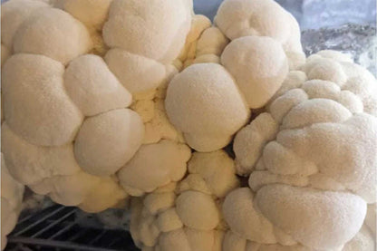 Organic Lion’s Mane Mushrooms – 0.5 lb